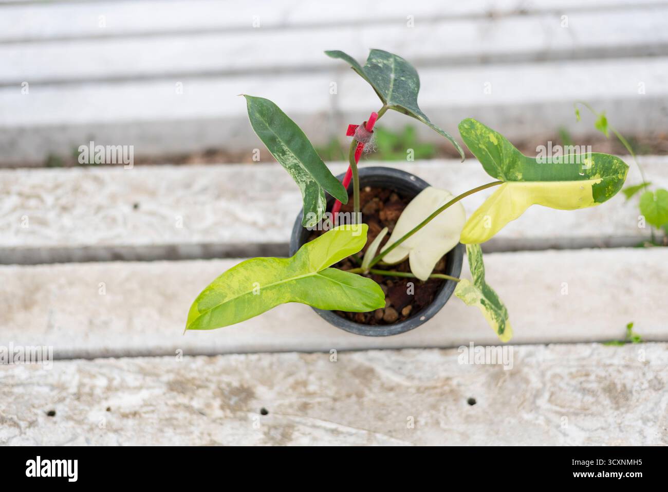 Closeup to New hybrid plant Philodendron billietiae x florida beautyin the  pot Stock Photo - Alamy