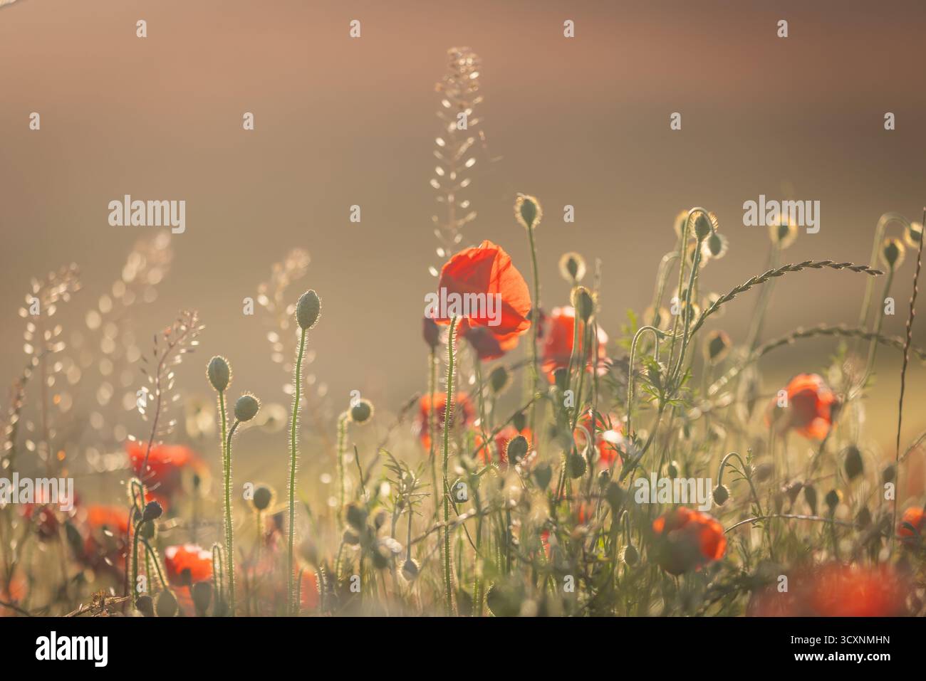 Poppies on summer meadow hi-res stock photography and images - Alamy