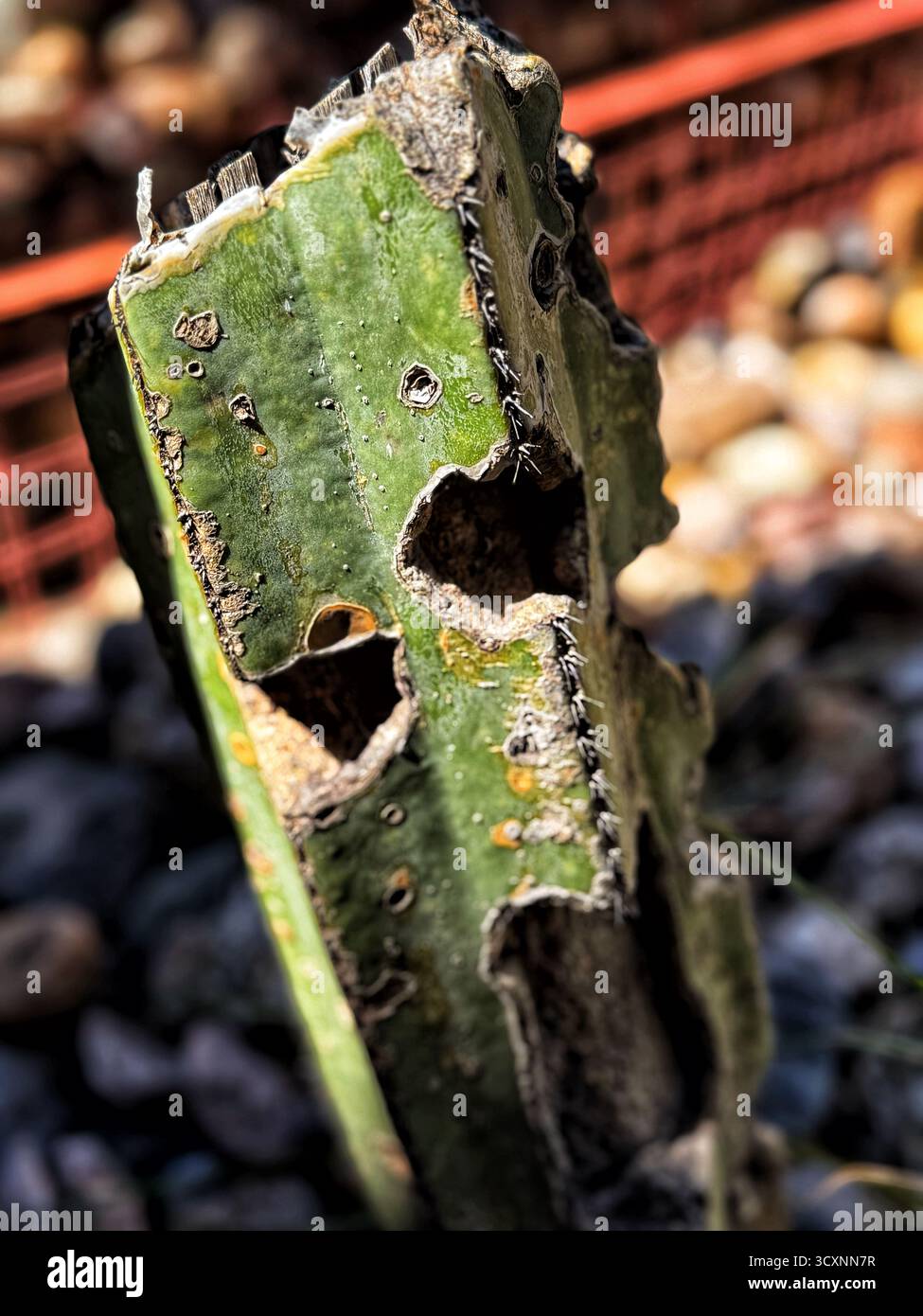 Close-up of a damaged cactus trunk with multiple holes and rough texture surrounded by blurred stones and a red fence in the background - Smartphone Captured Stock Image