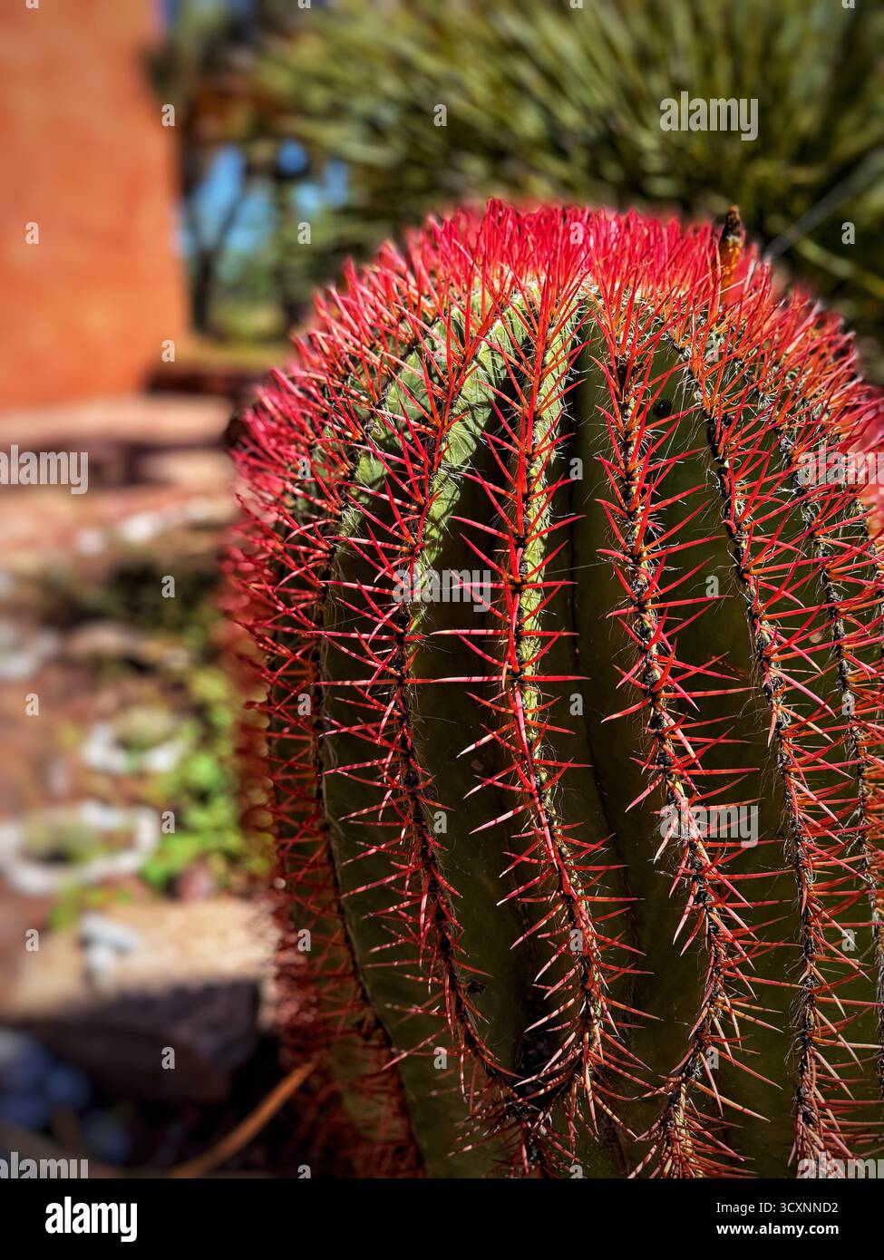 Close-up of a cactus with vibrant red spines in a desert garden setting with blurred background - Smartphone Captured Stock Image