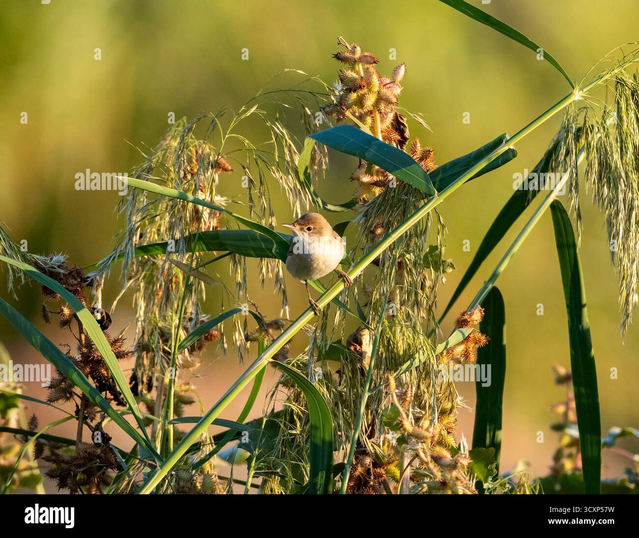 The Common Reed Warbler (Acrocephalus scirpaceus) perched on reed stem, Cyprus. Stock Photo