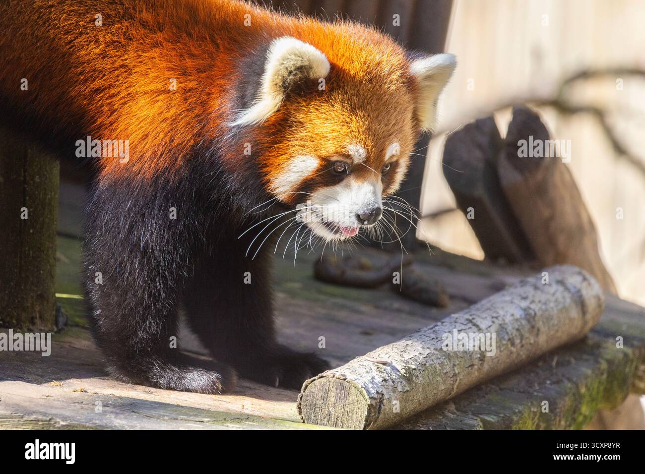 red panda (Ailurus fulgens), also known as the lesser panda Stock Photo ...