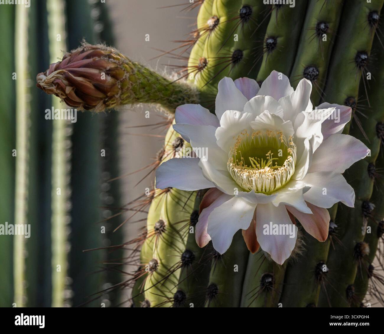 Cardon grande cactus leucostele terscheckii hi-res stock photography and  images - Alamy