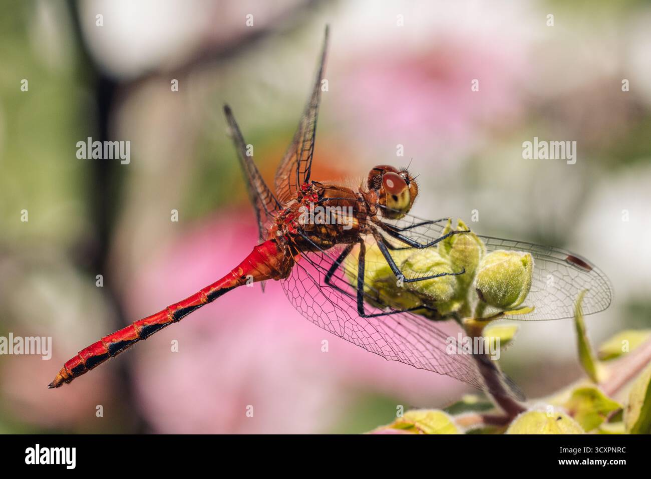 red dragonfly sitting on a flower bud Stock Photo