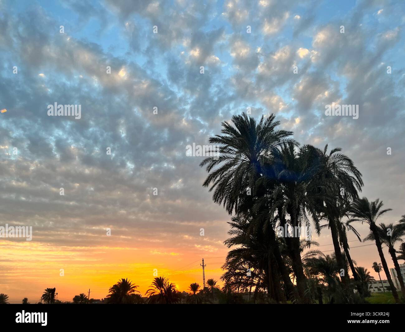 Sunset sky with golden and orange hues over tall palm trees and scattered clouds, capturing the beauty of evening light. - Smartphone Captured Stock Image