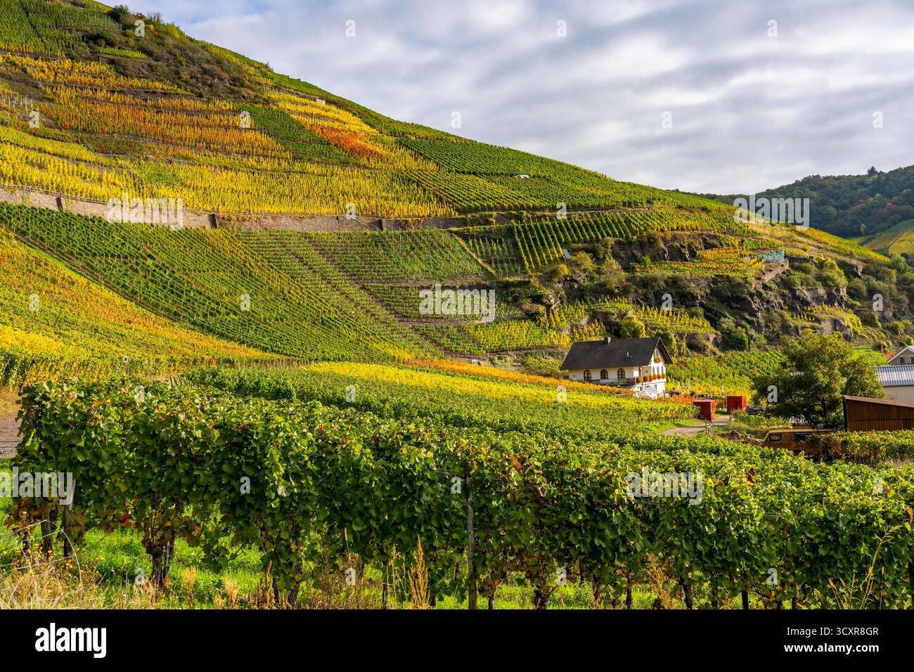 Weinberge Im Herbst Im Mittleren Ahrtal Bei Mayscho Weingut weinberge-im-herbst-im-mittleren-ahrtal-bei-mayscho-weingut