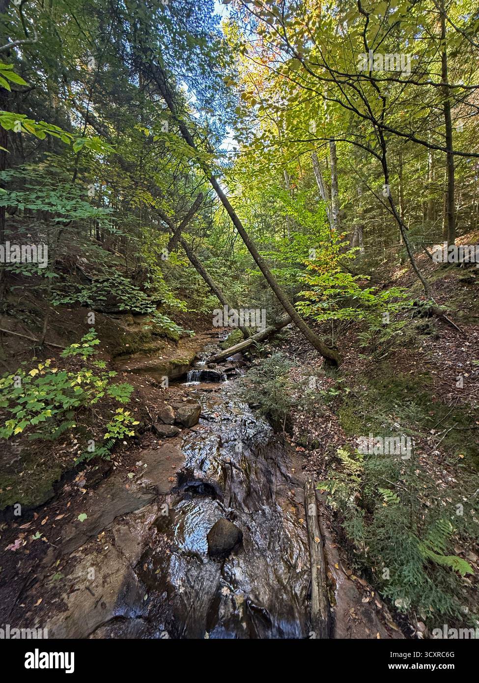 Sunlight streaming through the trees onto Wagner Creek, streaming through a forest, in the fall, in Munising, Michigan, USA - Smartphone Captured Stock Image