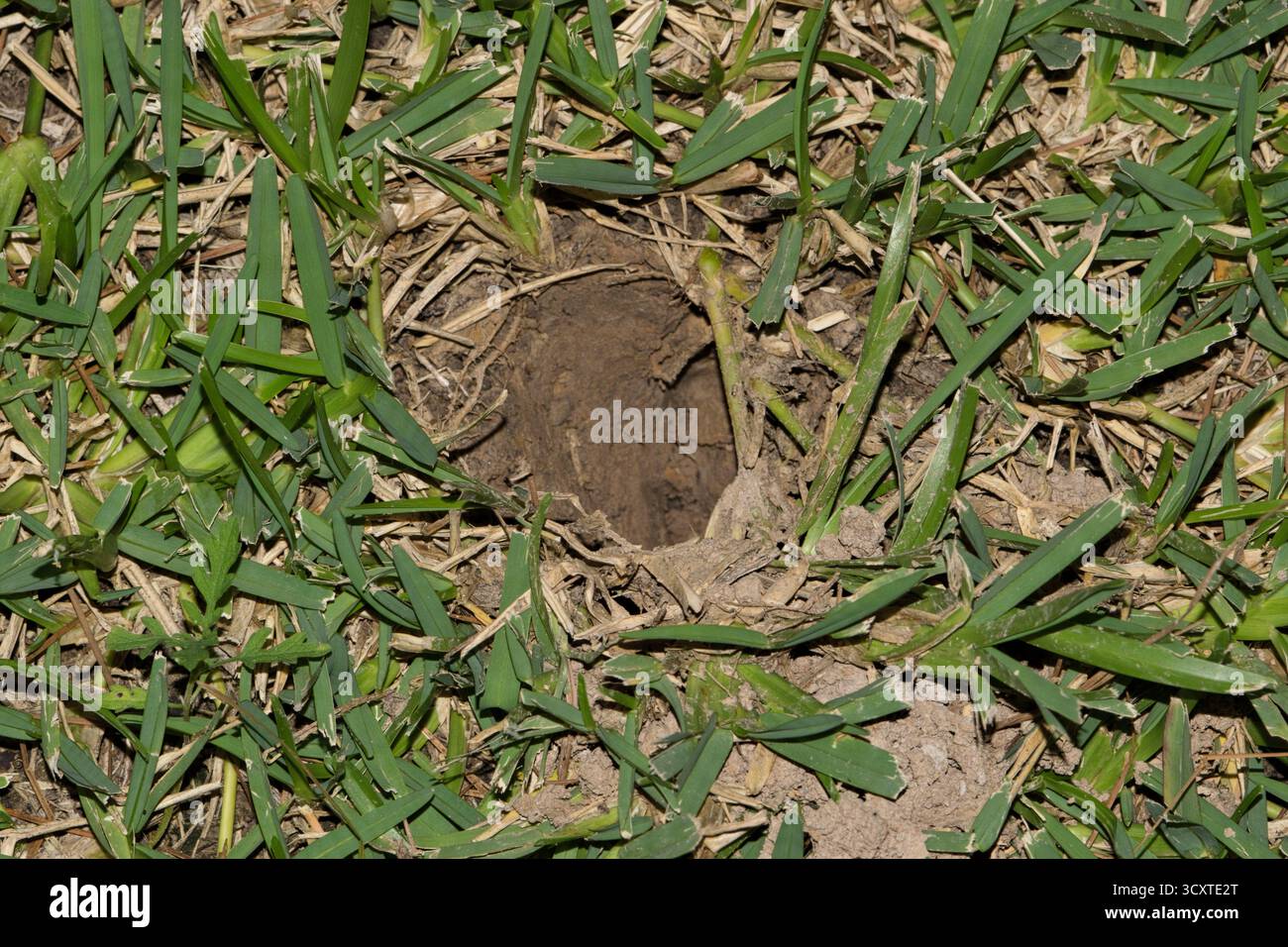 Armadillo burrow hi-res stock photography and images - Alamy