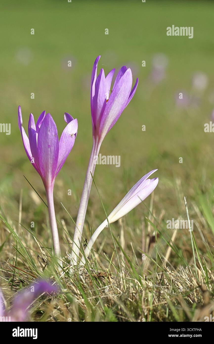 Autumn crocus (Colchicum autumnale), half-opened flowers in a meadow ...