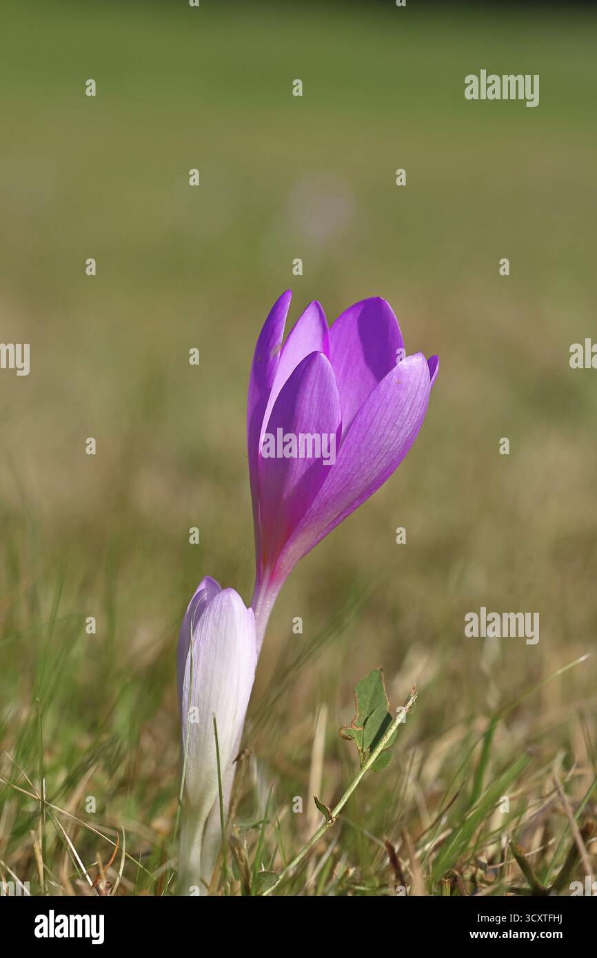 Autumn crocus (Colchicum autumnale), half-opened flowers in a meadow ...