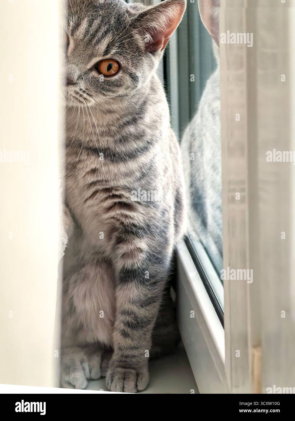 Curious Cat Peeking Through Window Blinds Stock Photo