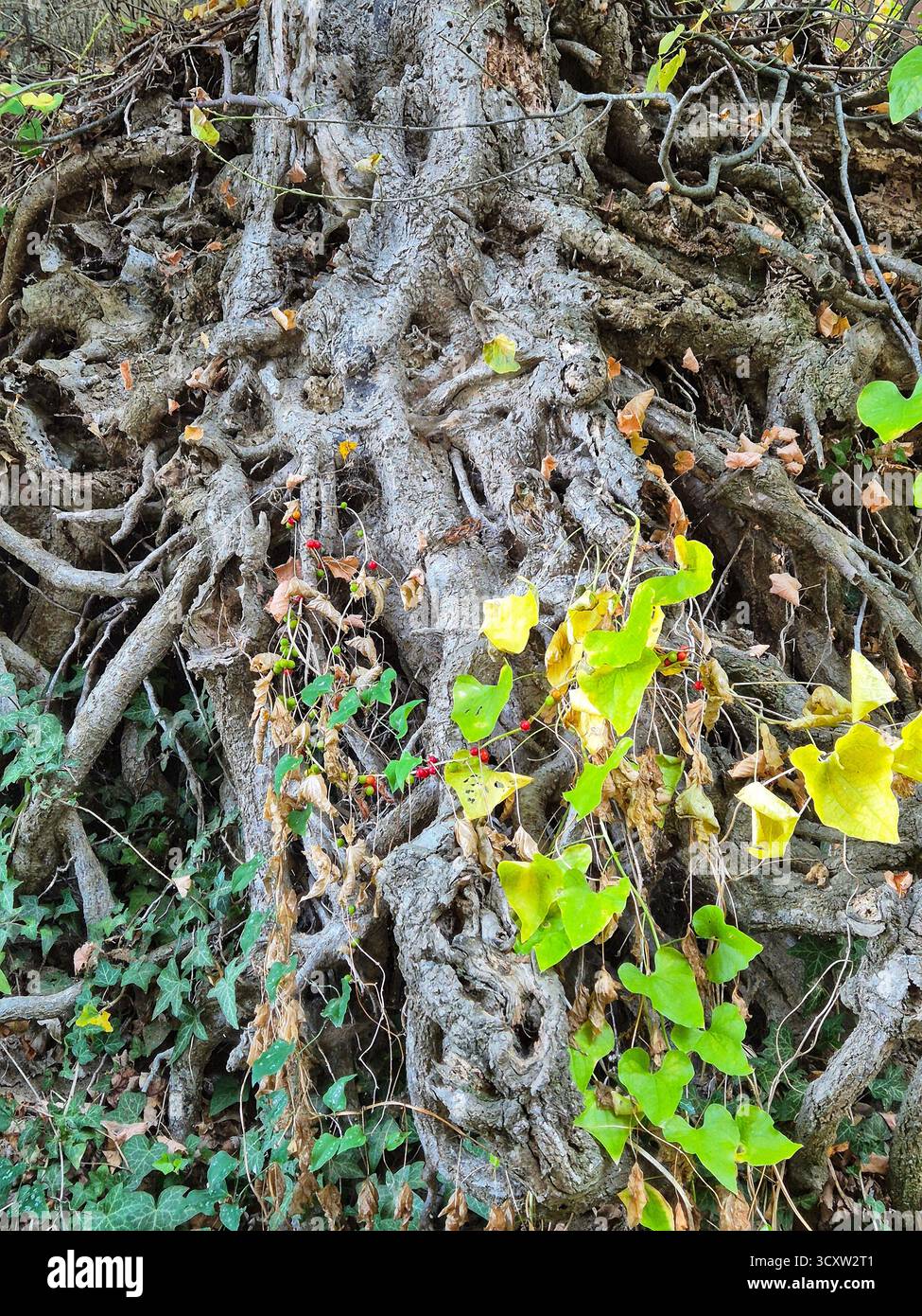 An image containing tangled roots of an old tree, entangled with green ivy, against a background of soil and forest undergrowth - Smartphone Captured Stock Image