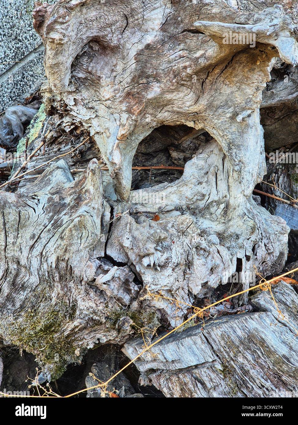 A large fragment of an old, dry tree with an interesting, almost sculptural form. A close-up of a dried, gnarled trunk or roots of an old tree - Smartphone Captured Stock Image