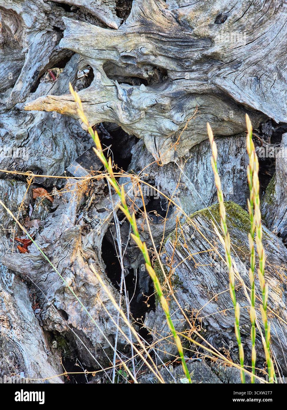 A large fragment of an old, dry tree with an interesting, almost sculptural form. A close-up of a dried, gnarled trunk or roots of an old tree - Smartphone Captured Stock Image