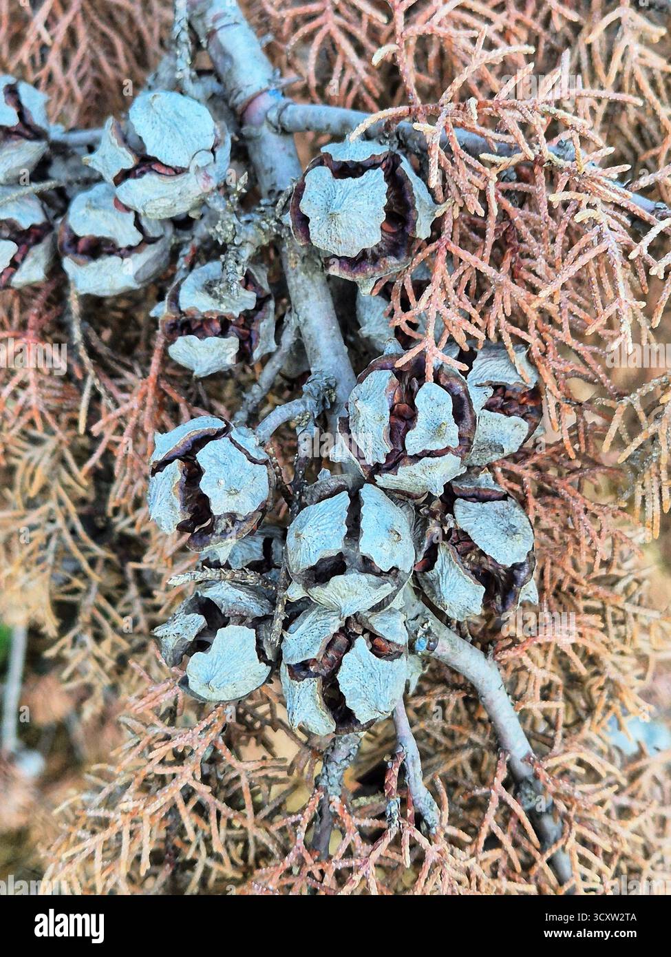 cones and needles of the cupressus arizonica - Smartphone Captured Stock Image