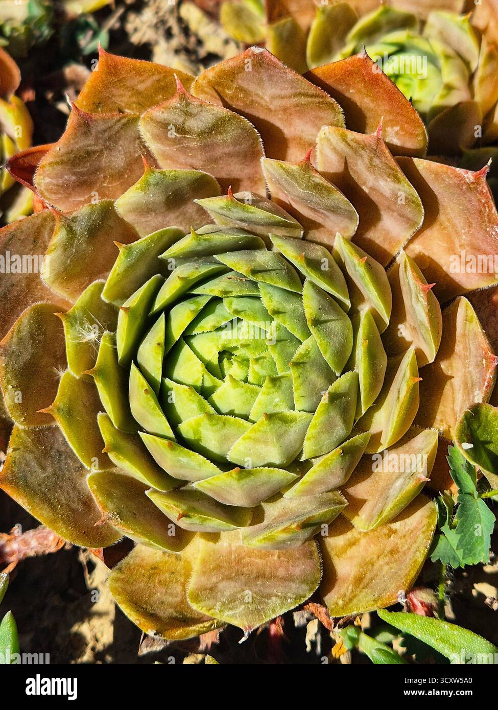 sempervivum tectorum. stone rose. hare cabbage. natural succulent pattern - Smartphone Captured Stock Image