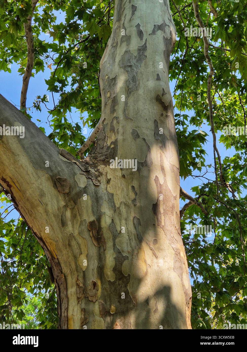 plane tree trunk with characteristic peeling bark, surrounded by the bright green of the summer crown - Smartphone Captured Stock Image