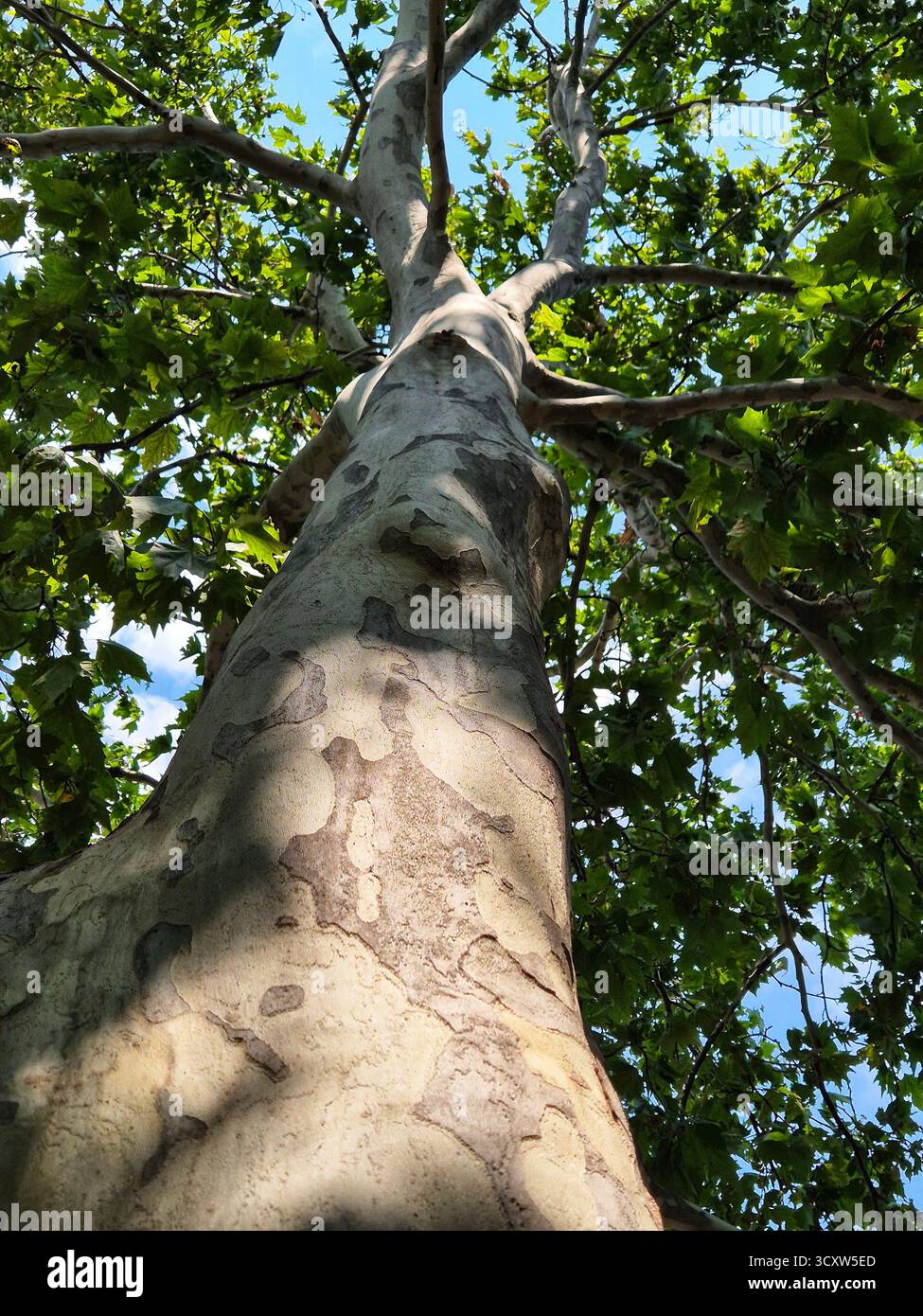 plane tree trunk with characteristic peeling bark, surrounded by the bright green of the summer crown - Smartphone Captured Stock Image