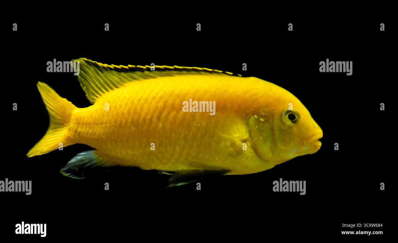 A striking yellow fish glides through a pitch-black background, its ...