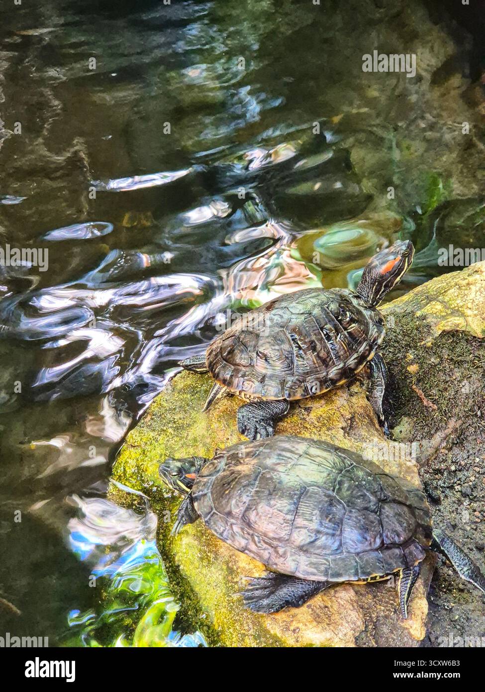 Trachemys scripta. Two turtles on a rock near the water. - Smartphone Captured Stock Image