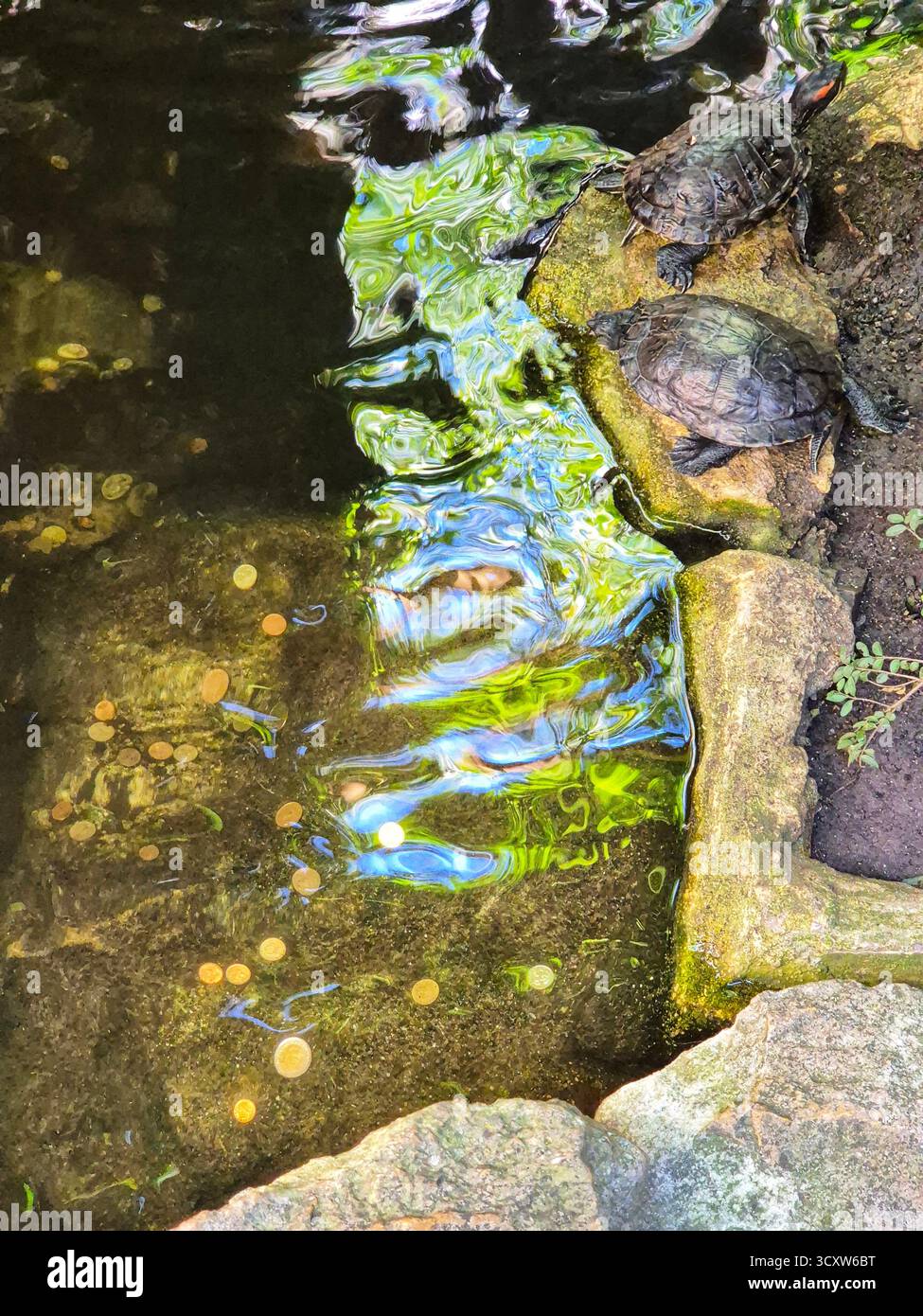 Trachemys scripta. Two turtles on a rock near the water. - Smartphone Captured Stock Image
