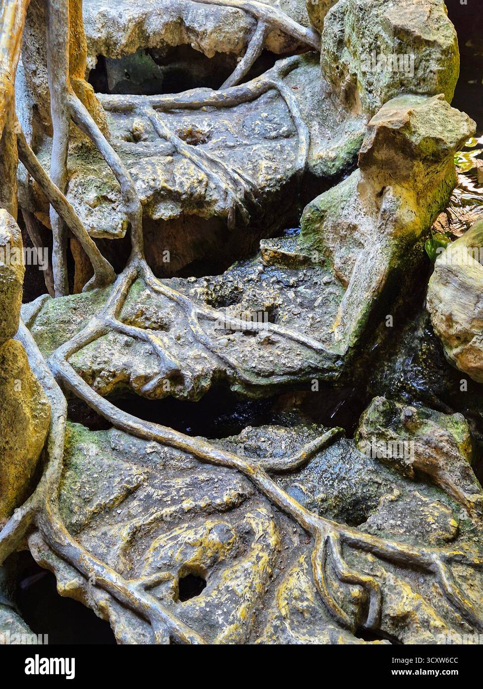 Stone steps entwined with bizarre roots. strange stone steps/root decor - Smartphone Captured Stock Image