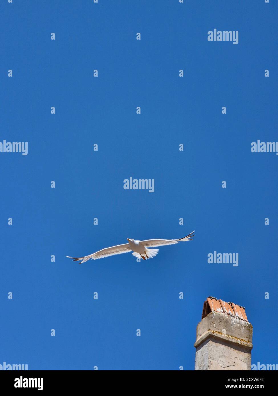 seagull flying in the blue sky - Smartphone Captured Stock Image