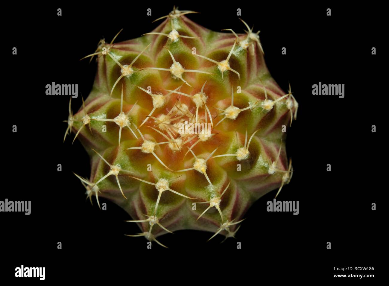 Close up top view of gymnocalycium mihanovichii hybrid neon. Isolated on  black background color. image photo Stock Photo - Alamy