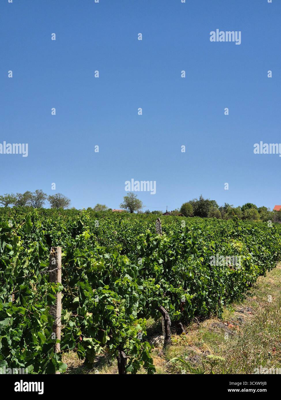 Endless rows of grapevines stretching towards the blue sky. The promise of a harvest under the bright sun. The silence of the vineyard - Smartphone Captured Stock Image