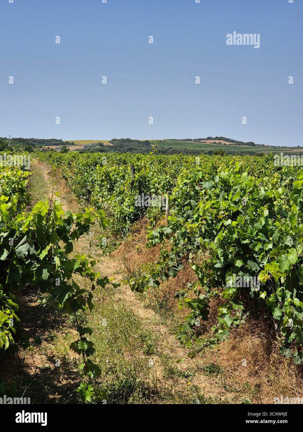 Endless rows of grapevines stretching towards the blue sky. The promise of a harvest under the bright sun. The silence of the vineyard - Smartphone Captured Stock Image