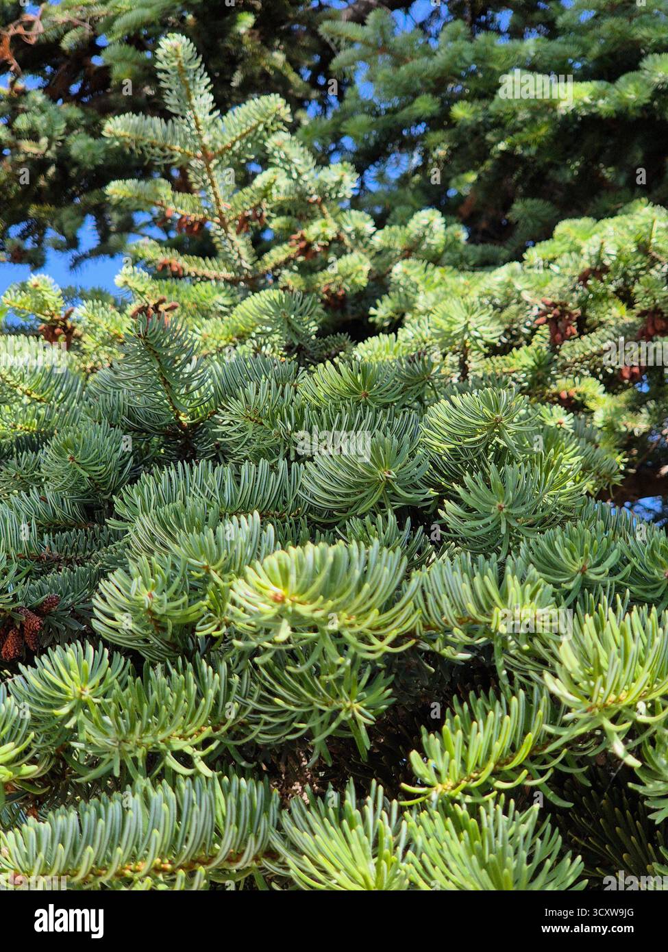 green branches of spruce. small cedar cones on branches.green fir tree branches - Smartphone Captured Stock Image