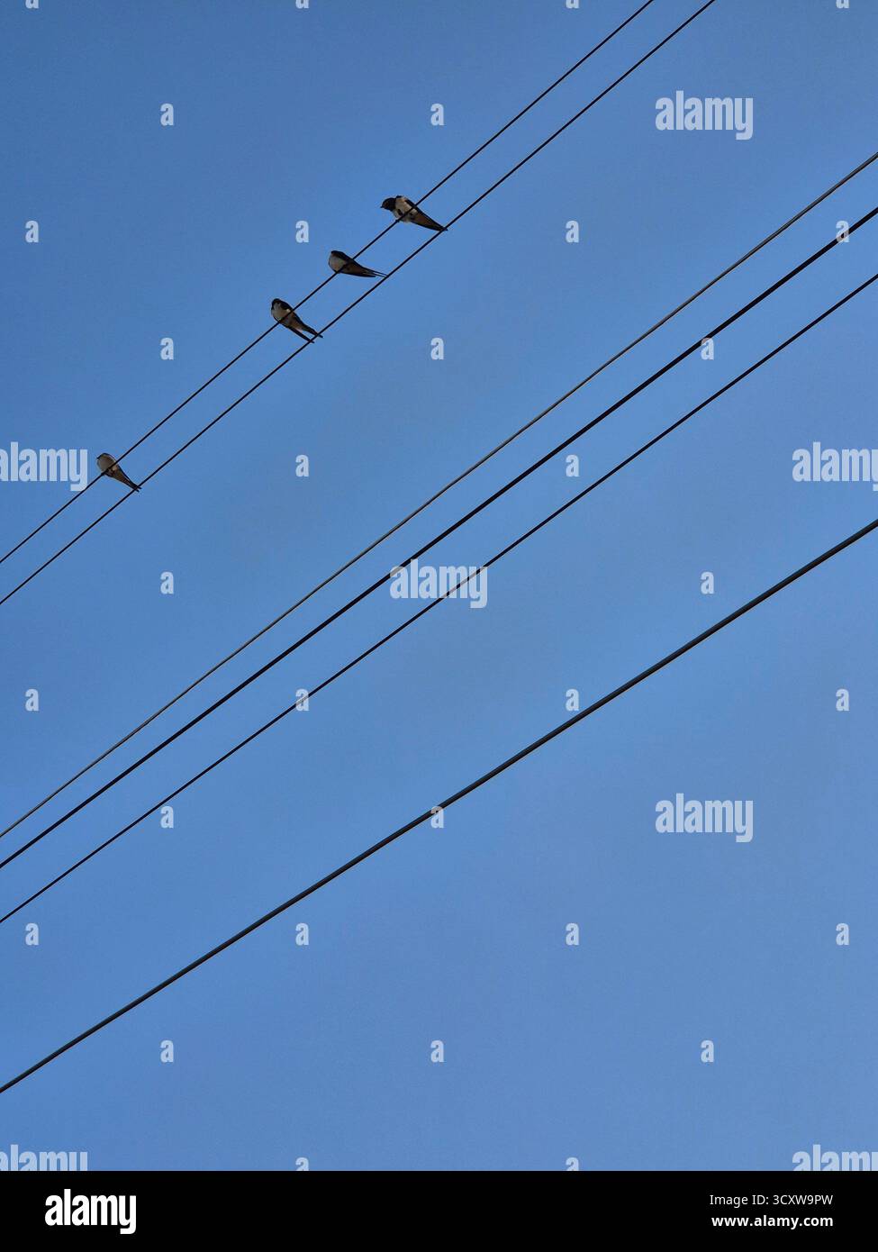 high voltage power lines. power lines against the sky. swallows on wires against the blue sky - Smartphone Captured Stock Image