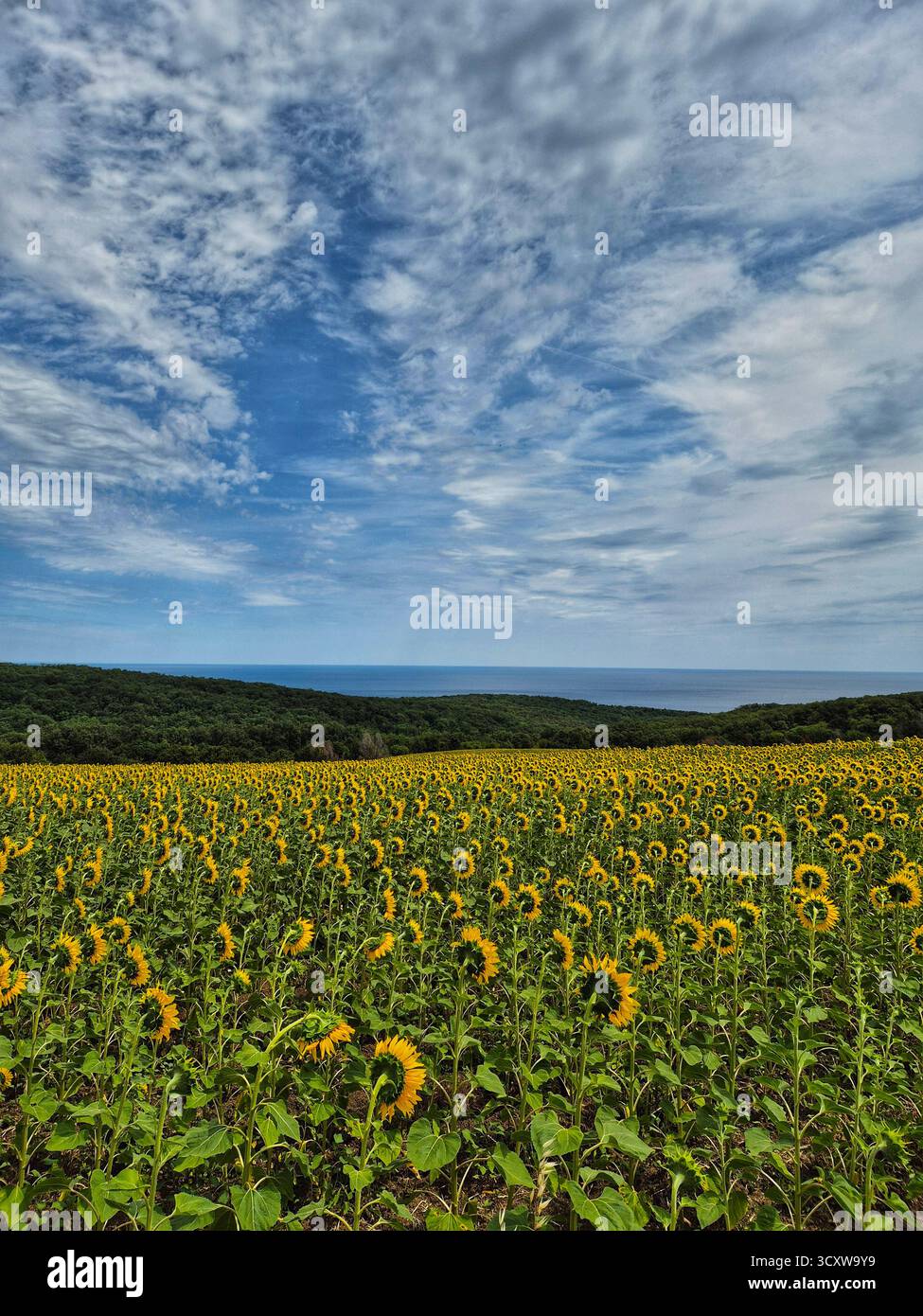 The photograph depicts a bright summer landscape, where in the foreground a field of blooming sunflowers with yellow heads looking upwards stretches. - Smartphone Captured Stock Image