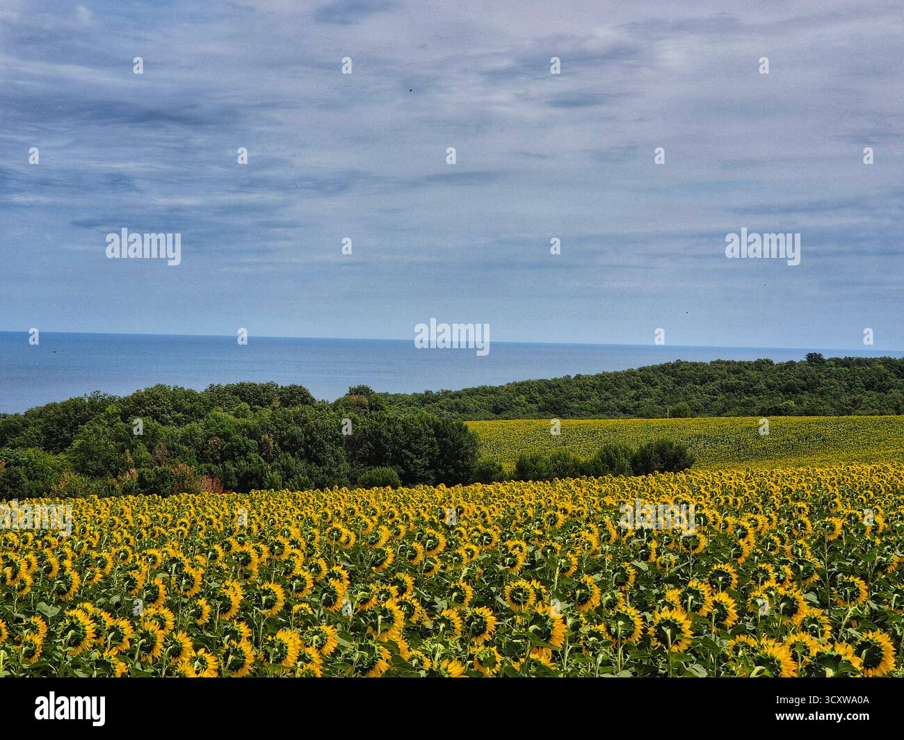 The photograph depicts a bright summer landscape, where in the foreground a field of blooming sunflowers with yellow heads looking upwards stretches. - Smartphone Captured Stock Image