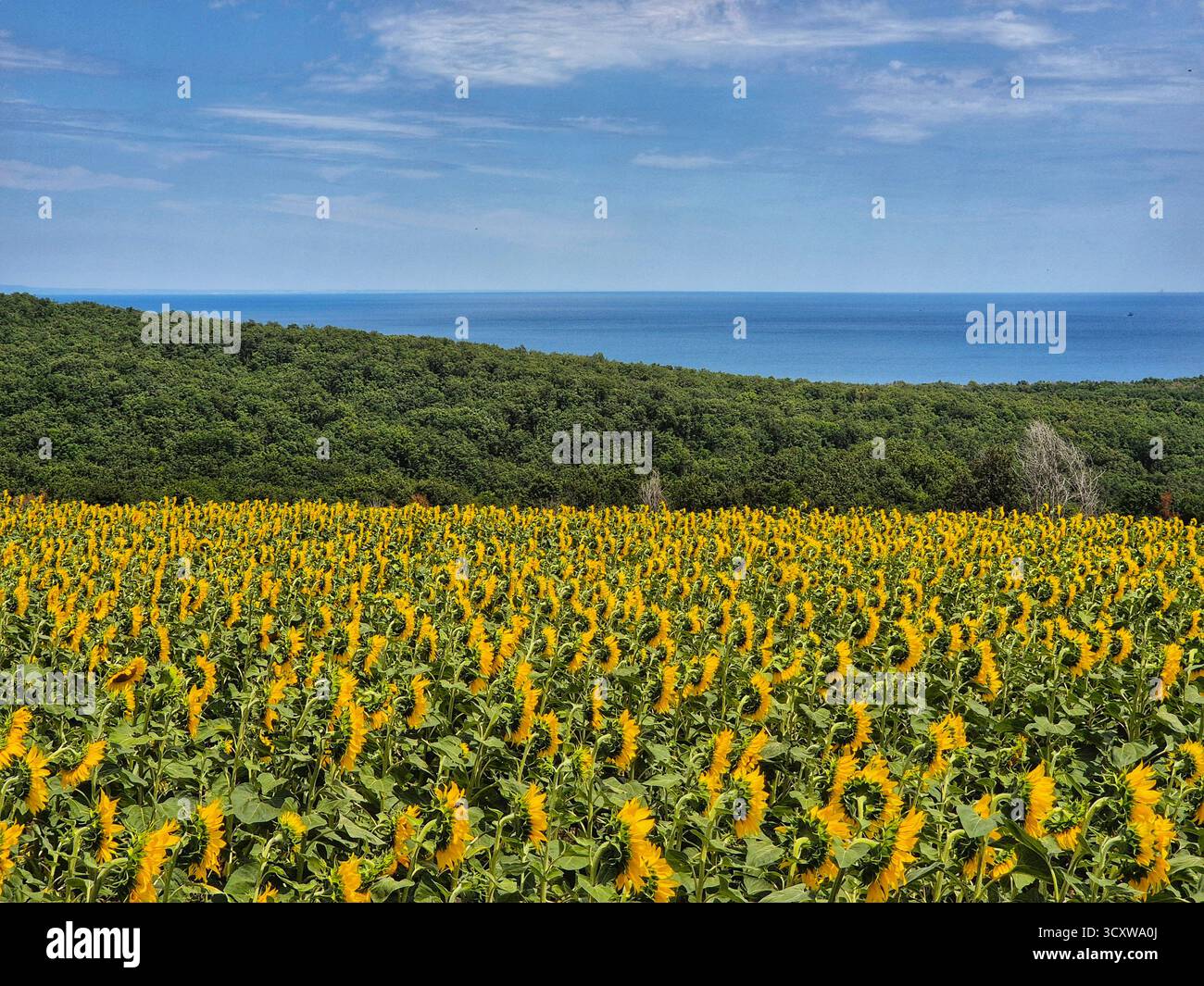 The photograph depicts a bright summer landscape, where in the foreground a field of blooming sunflowers with yellow heads looking upwards stretches. - Smartphone Captured Stock Image