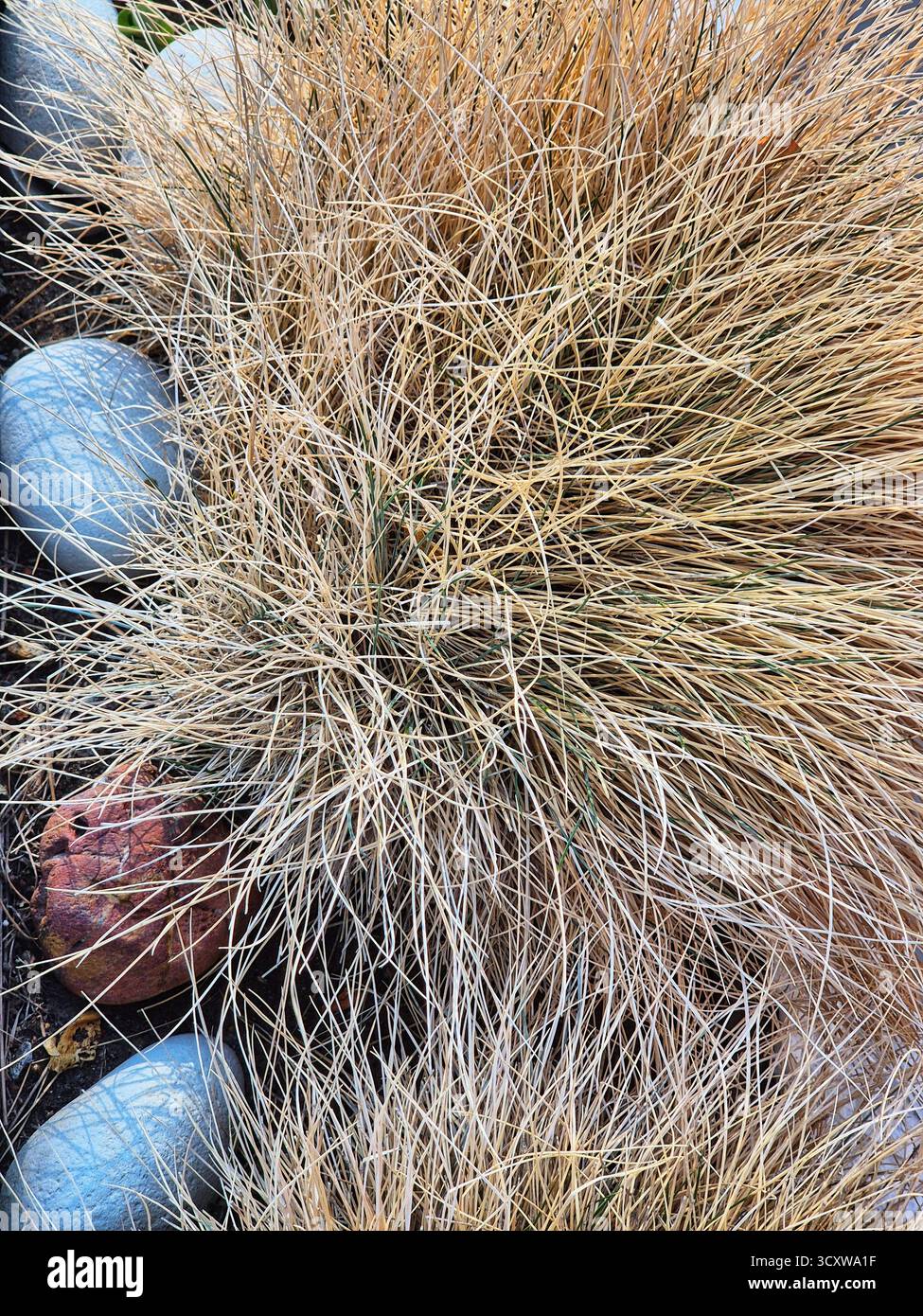 Festuca glauca - ornamental grass. Semi-evergreen plant. dry shoots of a bush - Smartphone Captured Stock Image
