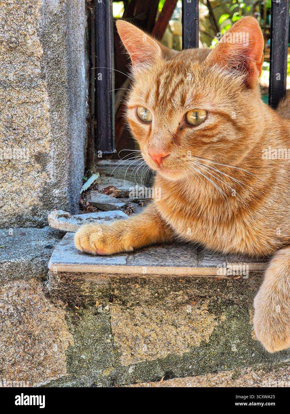 ginger cat. the cat is sitting on the street. ginger cat against the old wall. - Smartphone Captured Stock Image