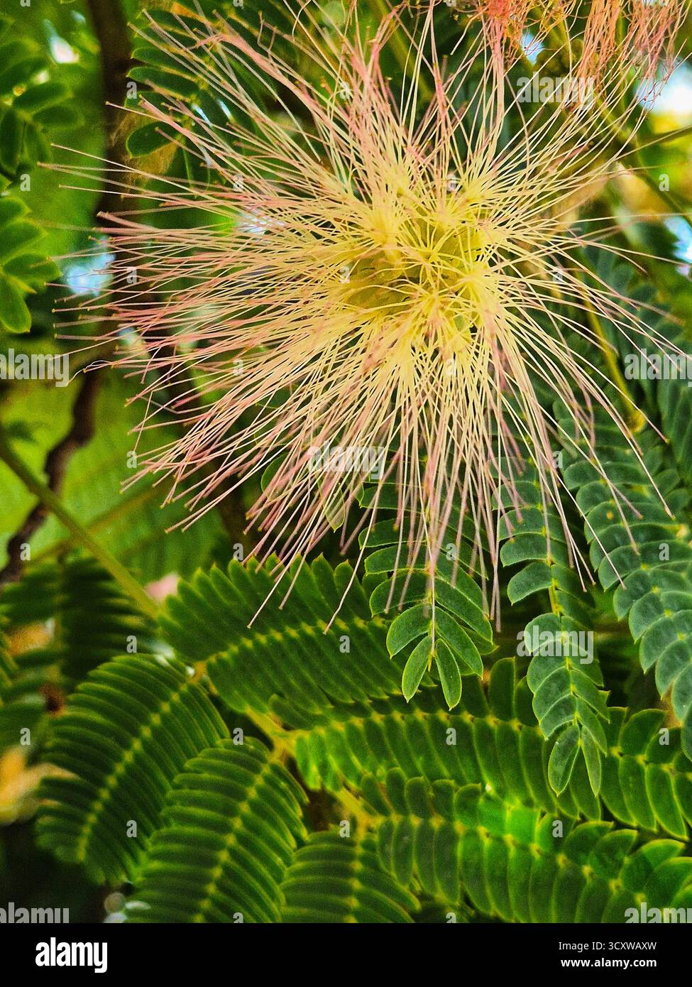 flower albizia julibrissin. silk acacia. silk tree in bloom. fluffy pinkish-white stamens on a background of feathery leaves of the plant. - Smartphone Captured Stock Image