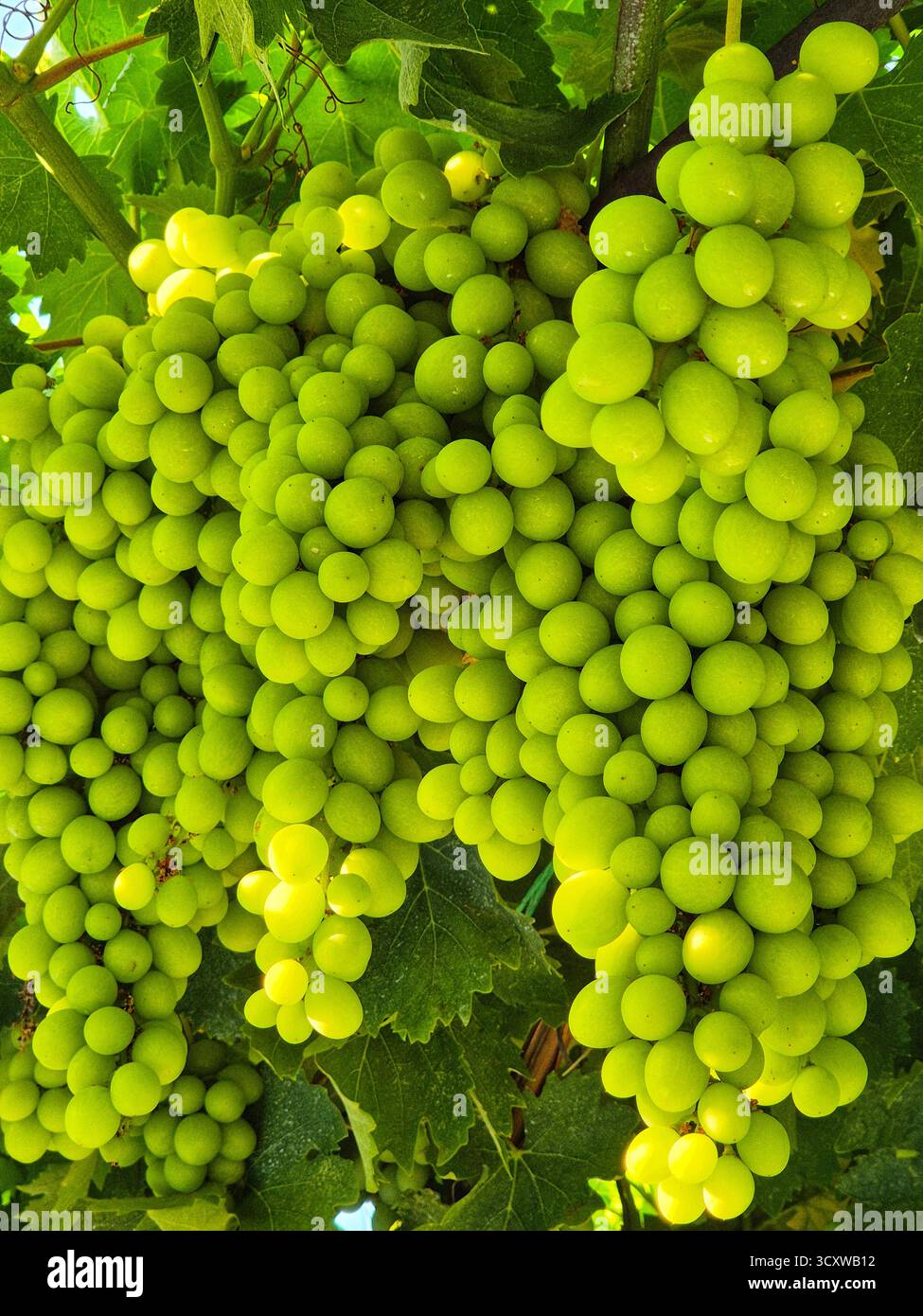 A cluster of ripe, light grapes, ready to be picked, shimmering in the dense foliage - Smartphone Captured Stock Image