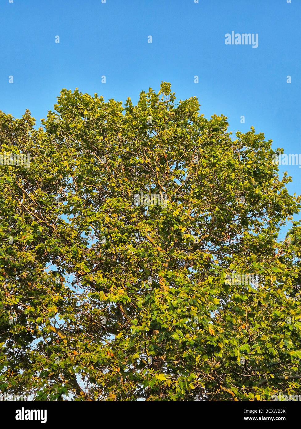Platanus racemosa. Tree crowns against the blue sky - Smartphone Captured Stock Image