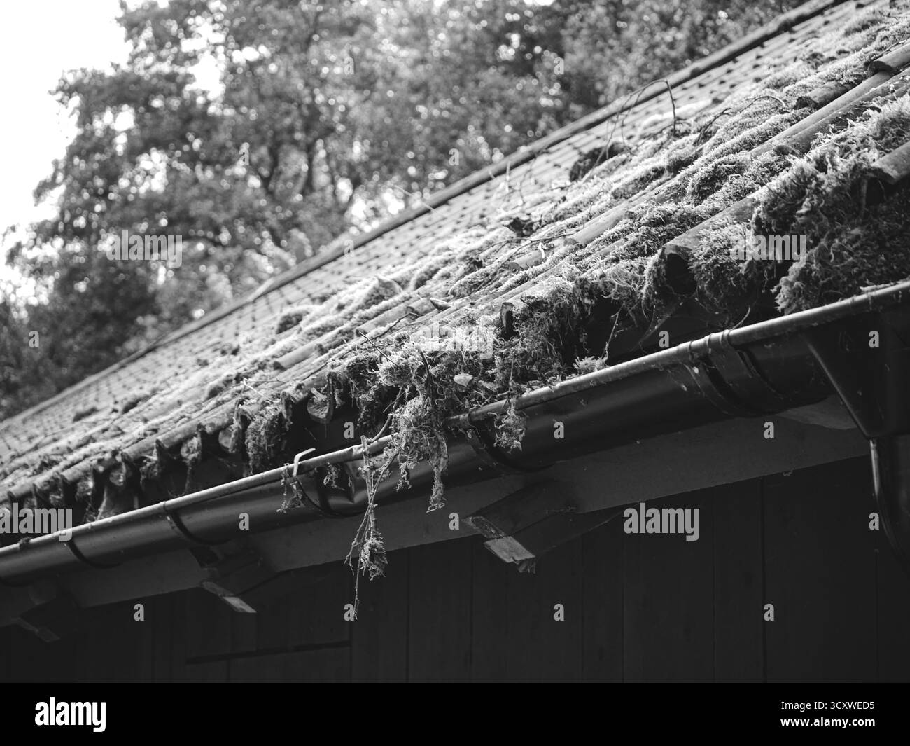 Moss architecture Black and White Stock Photos & Images - Alamy