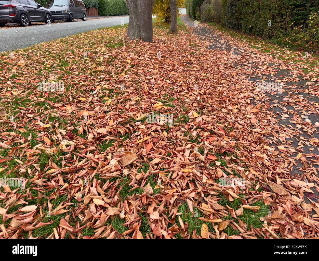 A footpath covered with fallen autumn leaves next to a street lined with trees and parked cars. - Smartphone Captured Stock Image