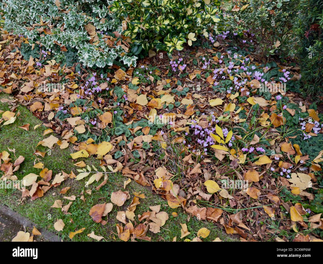 A garden scene with fallen autumn leaves and purple flowers among green foliage. - Smartphone Captured Stock Image