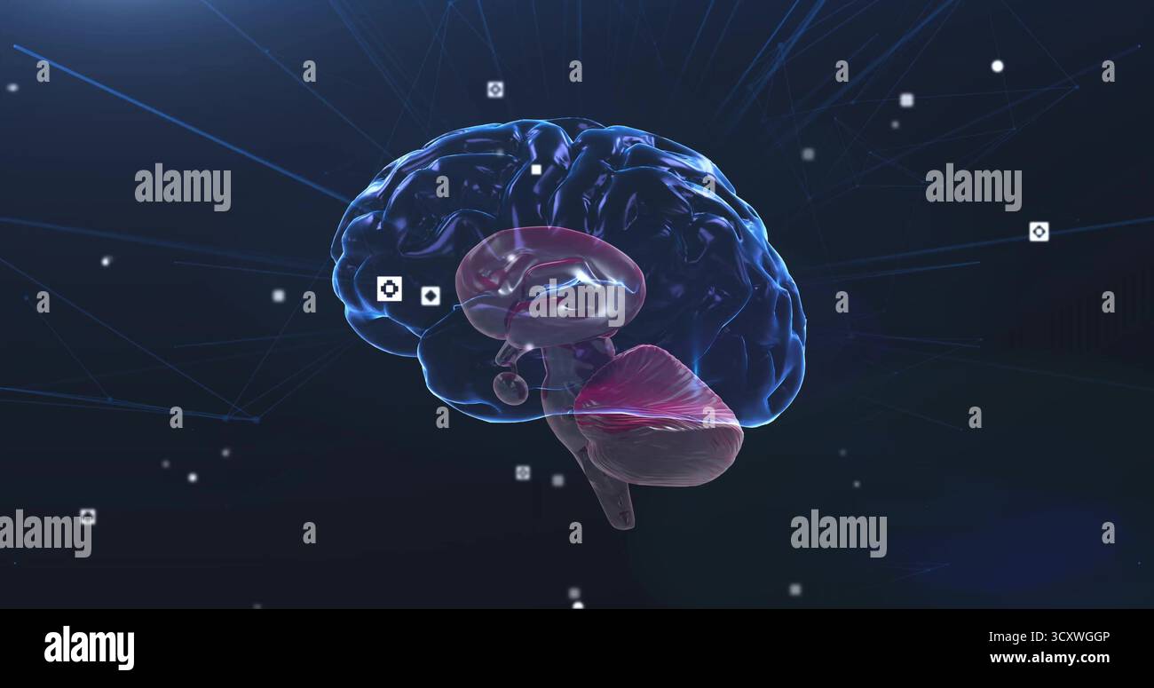 3D translucent brain model revealing inner anatomy in network environment, with floating data nodes Stock Photo
