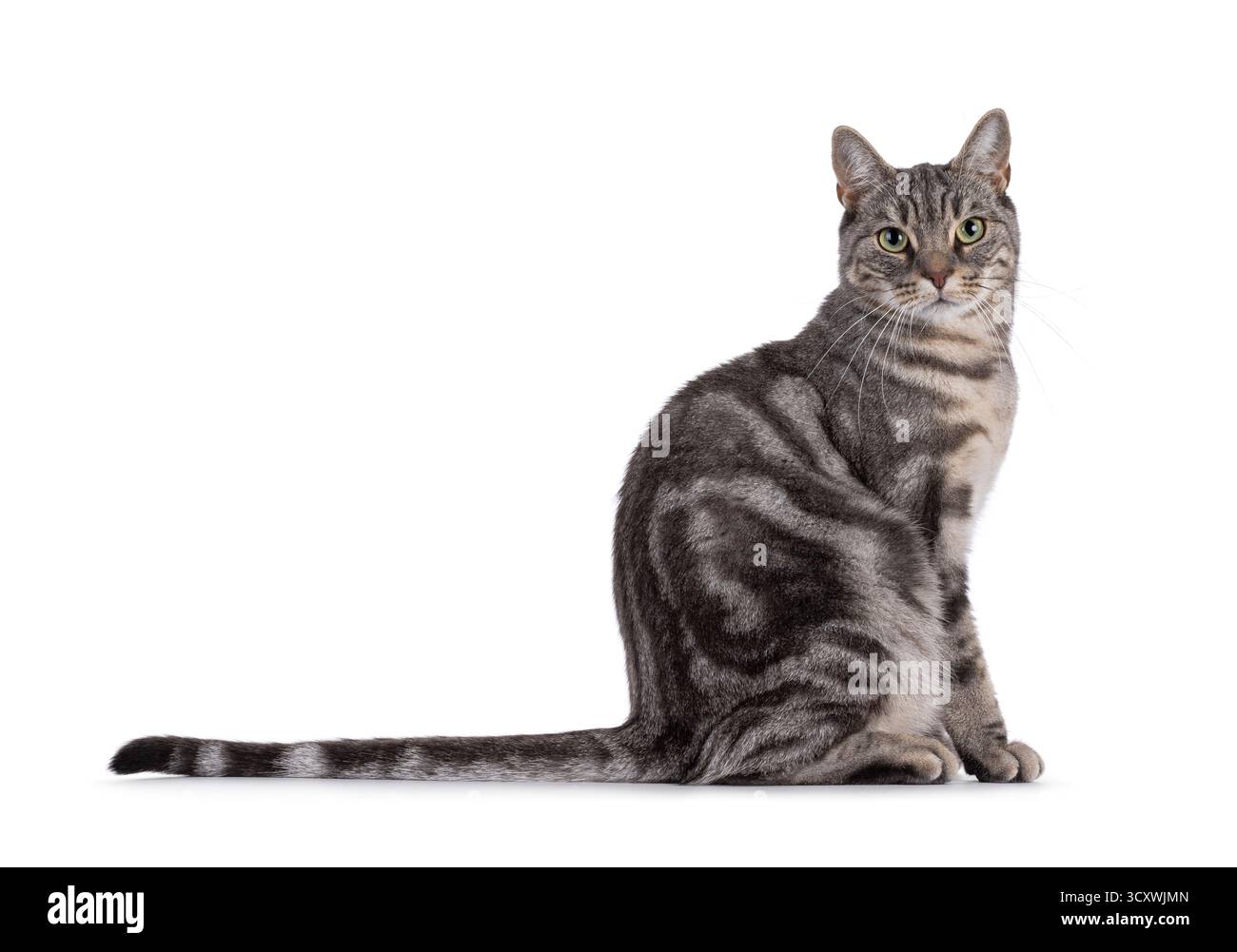 Blue blotched European Shorthair cat sitting up side ways, showing long tail. Looking straight to camera. Isolated on a white background Stock Photo