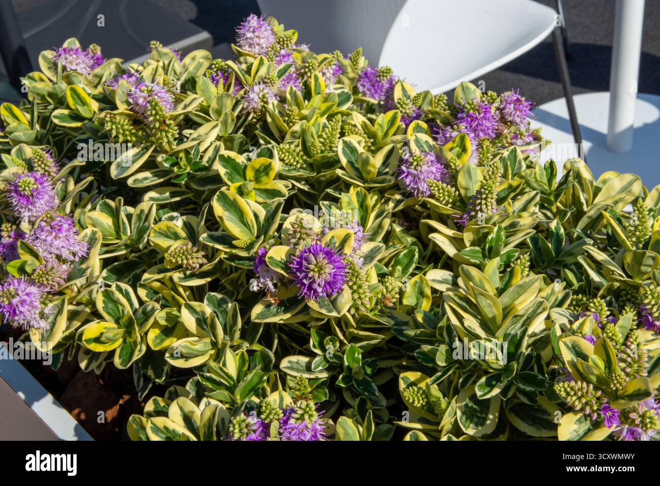 Hebe Vernica Variegata flowers Stock Photo - Alamy