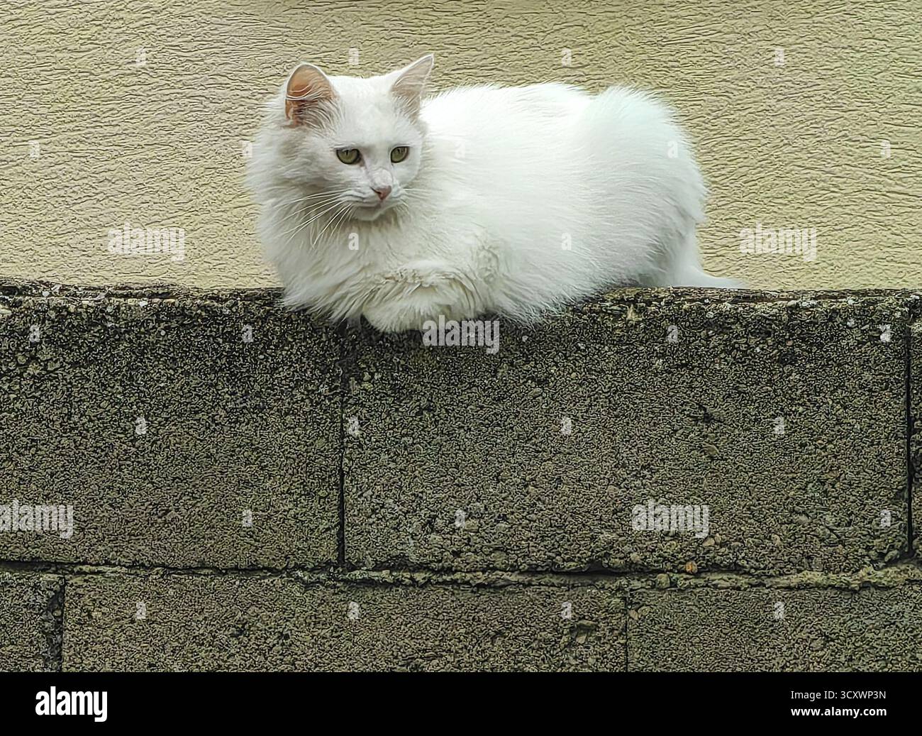 White cat on the concrete wall. Stock Photo