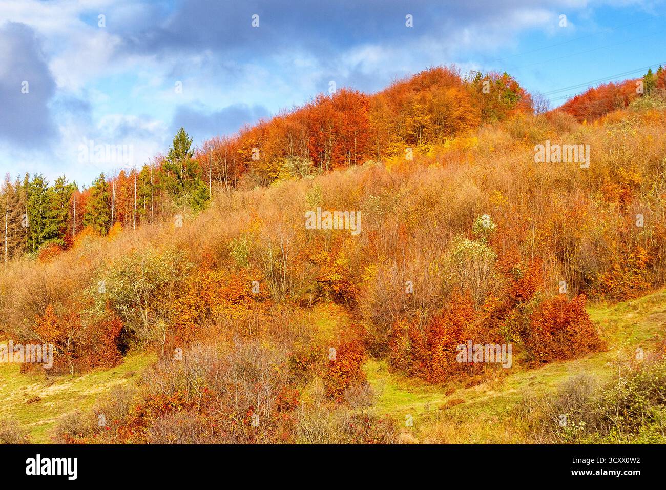beautiful autumn morning in mountains. trees on the edge of a hill in fall colors. wonderful countryside of ukraine on a sunny day Stock Photo