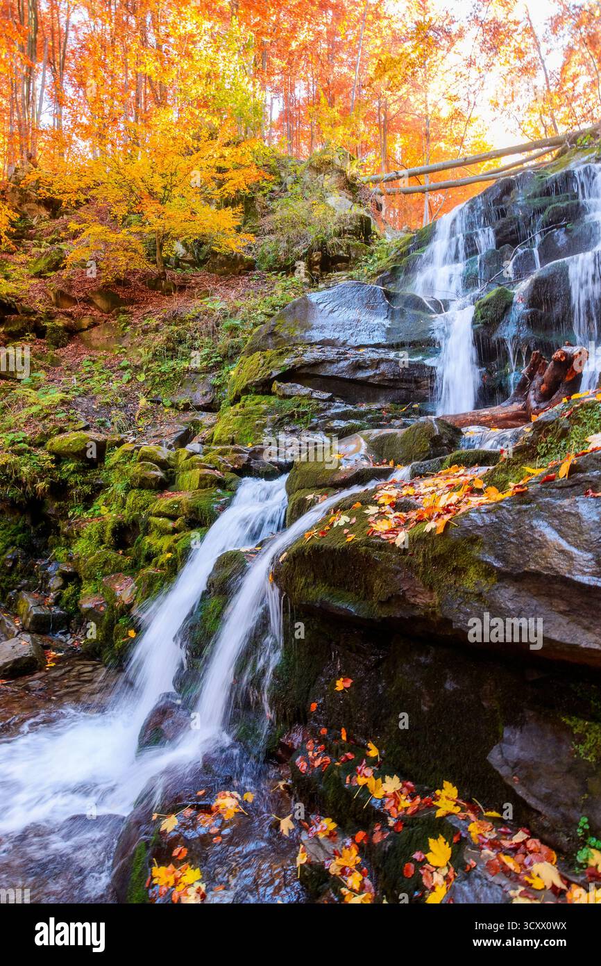 beautiful autumn landscape with waterfall shypit. popular destination in carpathian mountains of ukraine. forest in golden leaves. amazing sunny weath Stock Photo