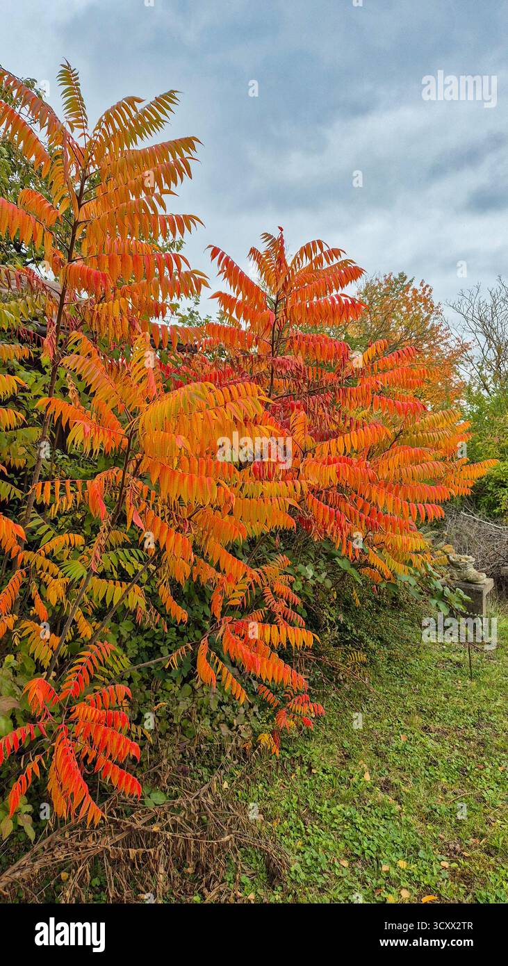 Autumn bush with bright orange leaves, colorful fall foliage in natural sunlight - Smartphone Captured Stock Image